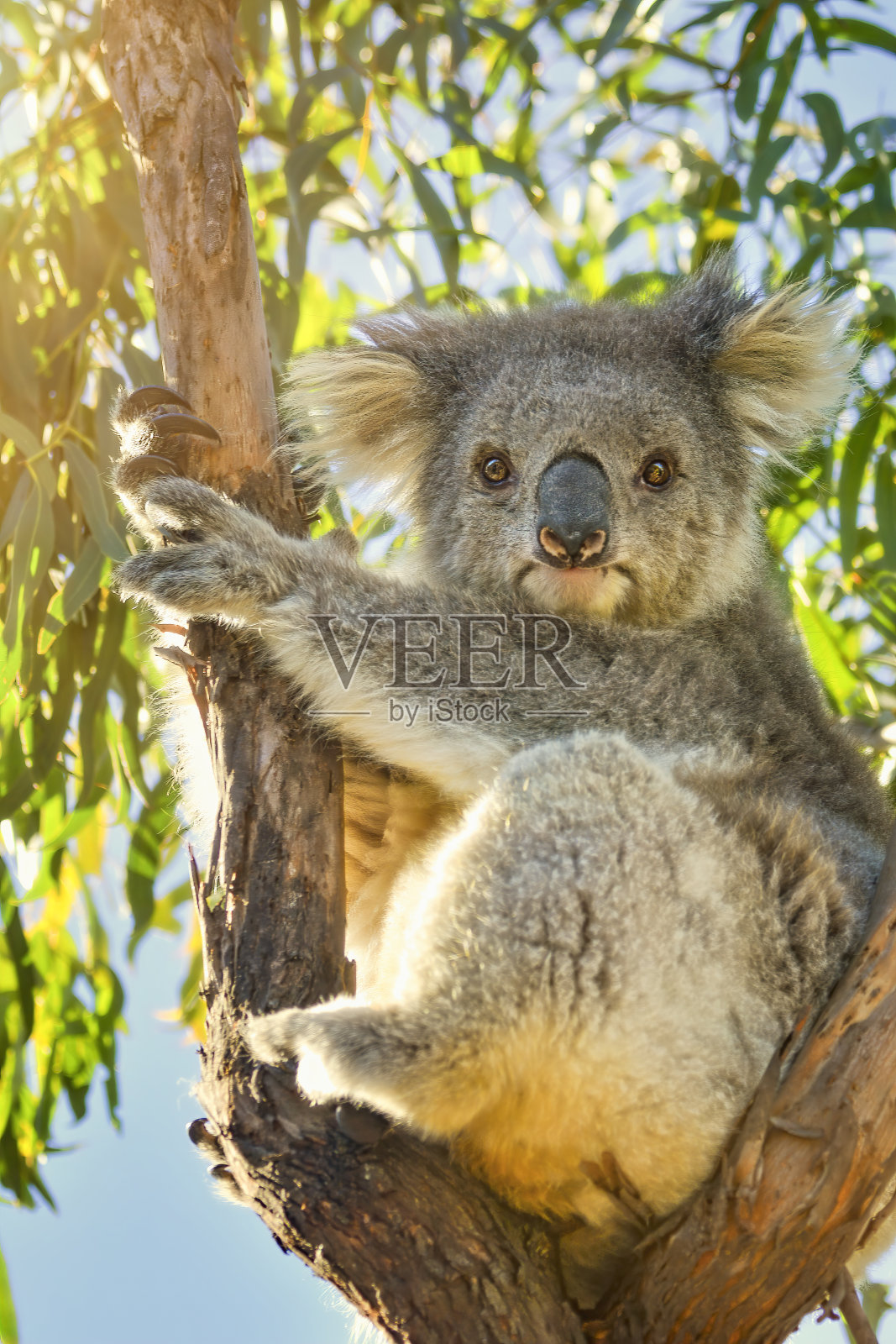 考拉(树袋熊cinereus)照片摄影图片