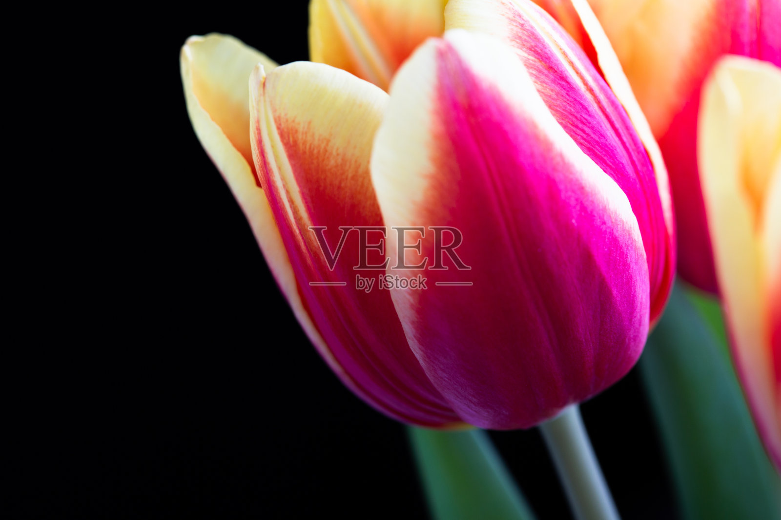 郁金香照片摄影图片