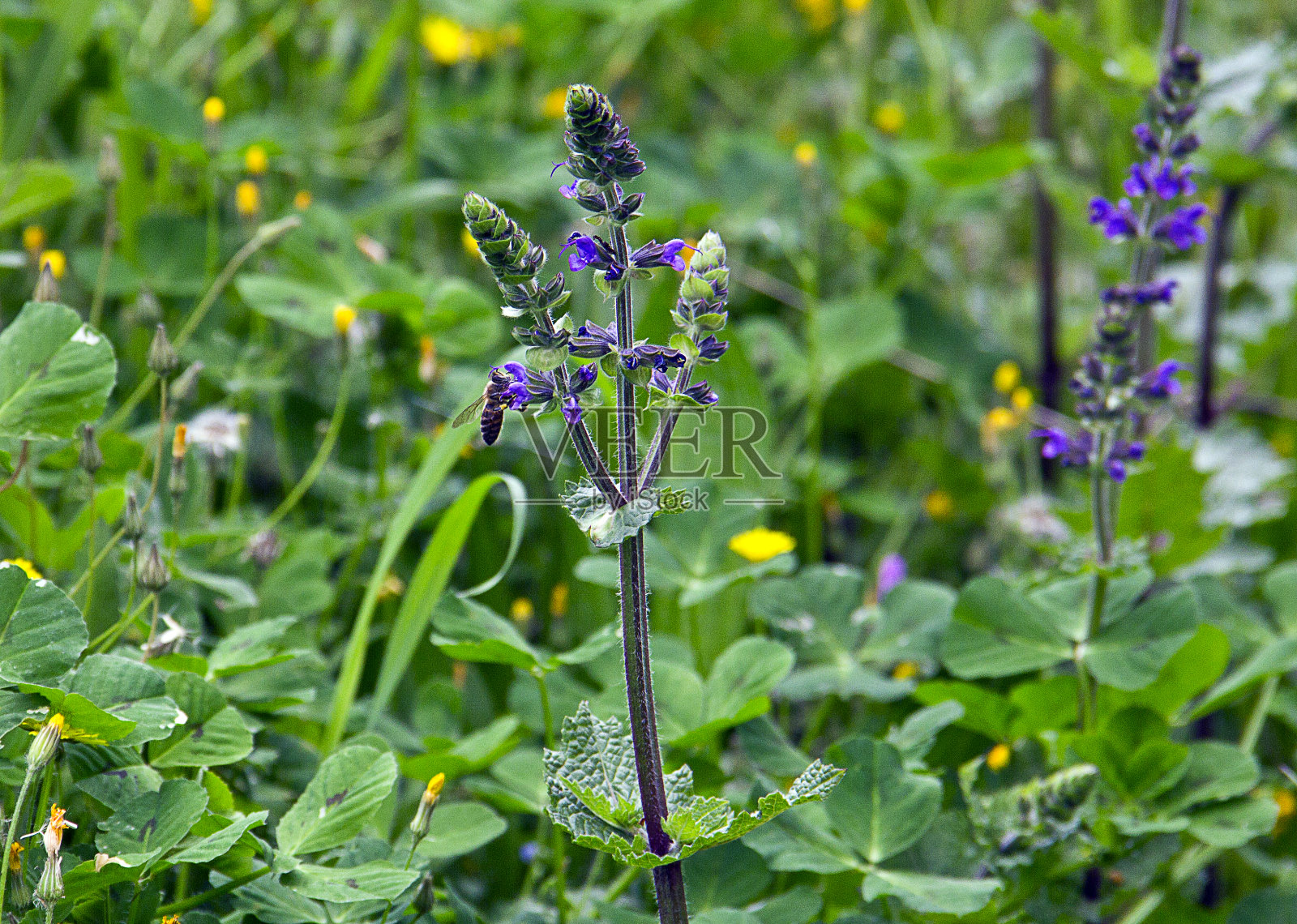 大黄蜂在紫色羽扇豆花周围飞舞照片摄影图片
