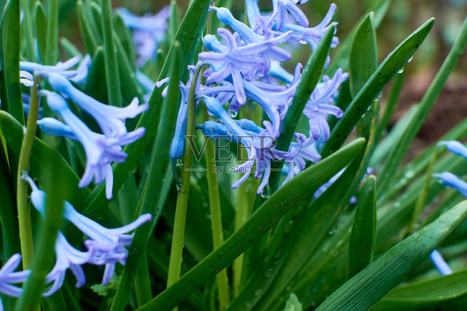瑞典，拉普兰，蓝铃草照片摄影图片