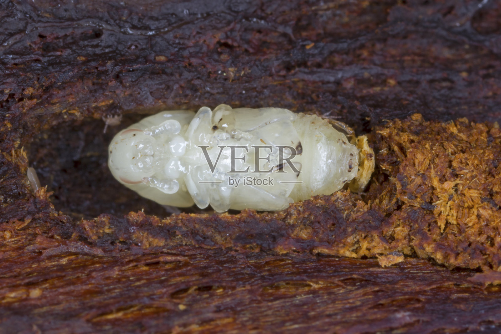 大炮眼虫(又名苹果树皮甲虫和大水果树皮甲虫，属于树甲虫科(树甲虫亚科)照片摄影图片