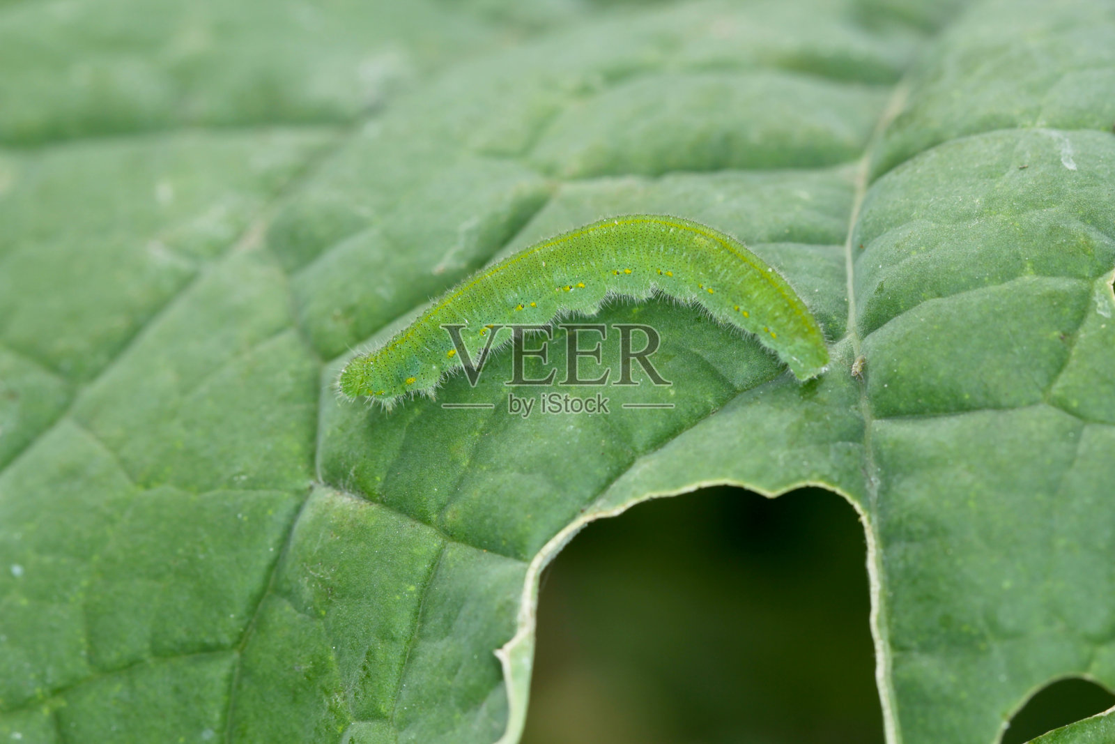 小白或小白菜白(菜青虫)的毛虫，长在受损的白菜叶上。它是甘蓝等芥菜类作物的严重害虫照片摄影图片