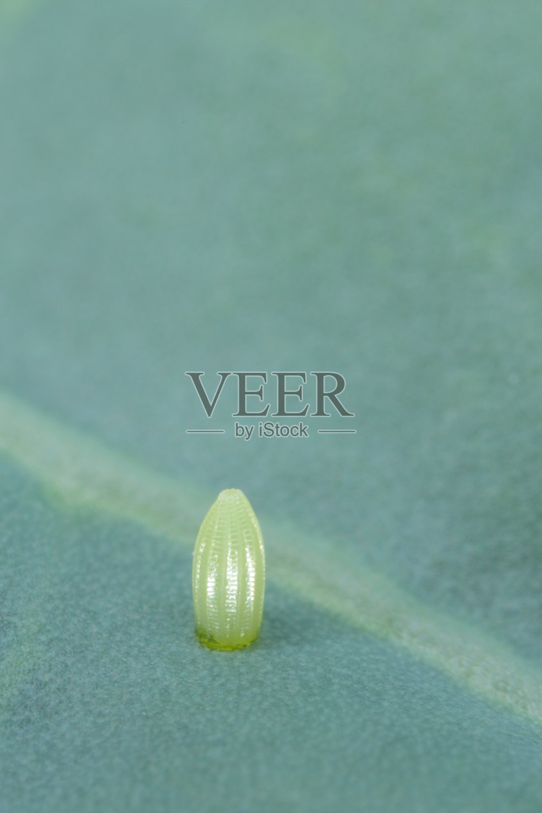 小白菜(拉丁文)叶子上的蛋。它是卷心菜、菜花、鹅卵石和其他植物的严重害虫照片摄影图片