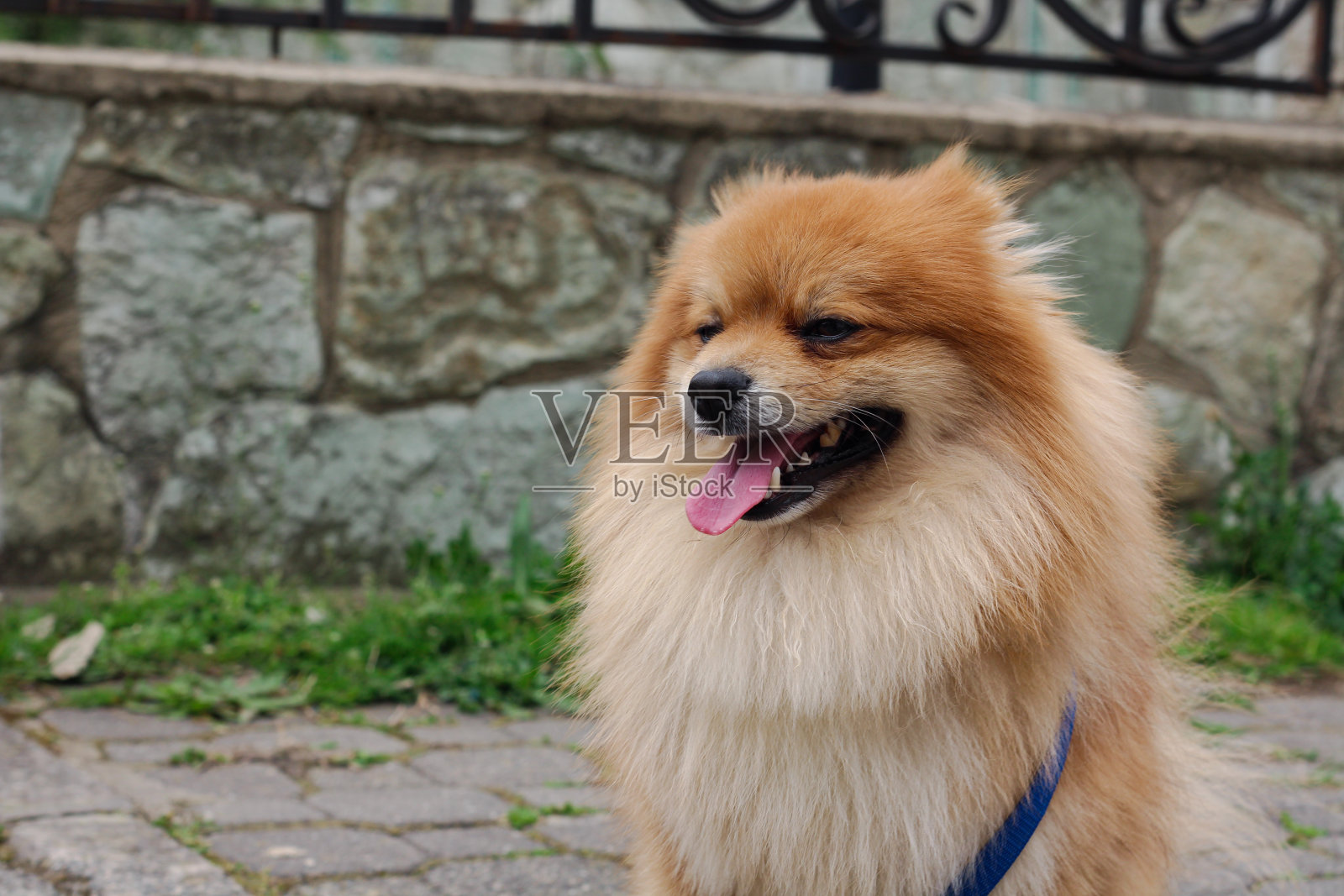 博美犬的肖像与他的月打开照片摄影图片