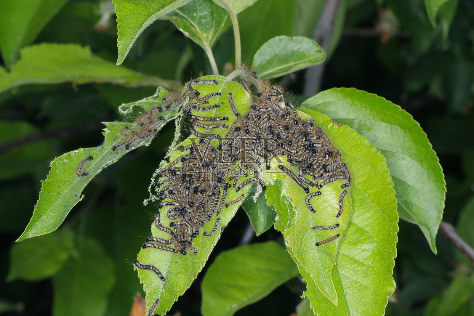 苹果树叶猴蛾的幼小毛虫。果园和花园的害虫。照片摄影图片