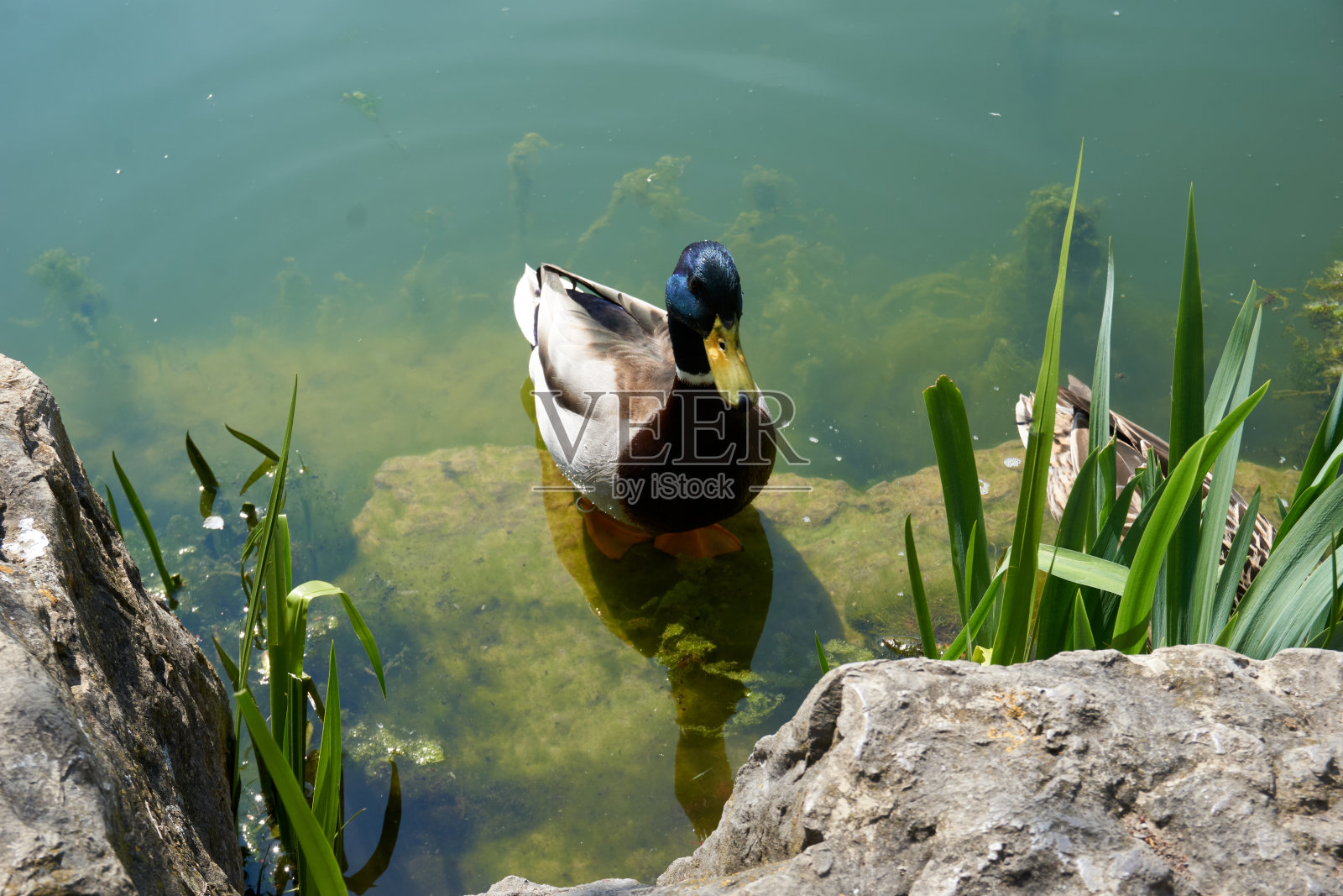 美丽的公鸭子站在水里看着镜头照片摄影图片