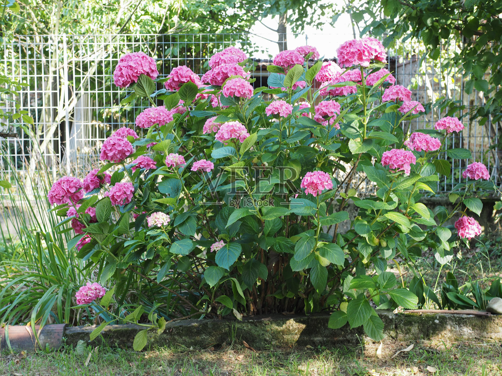 粉红色绣球花照片摄影图片