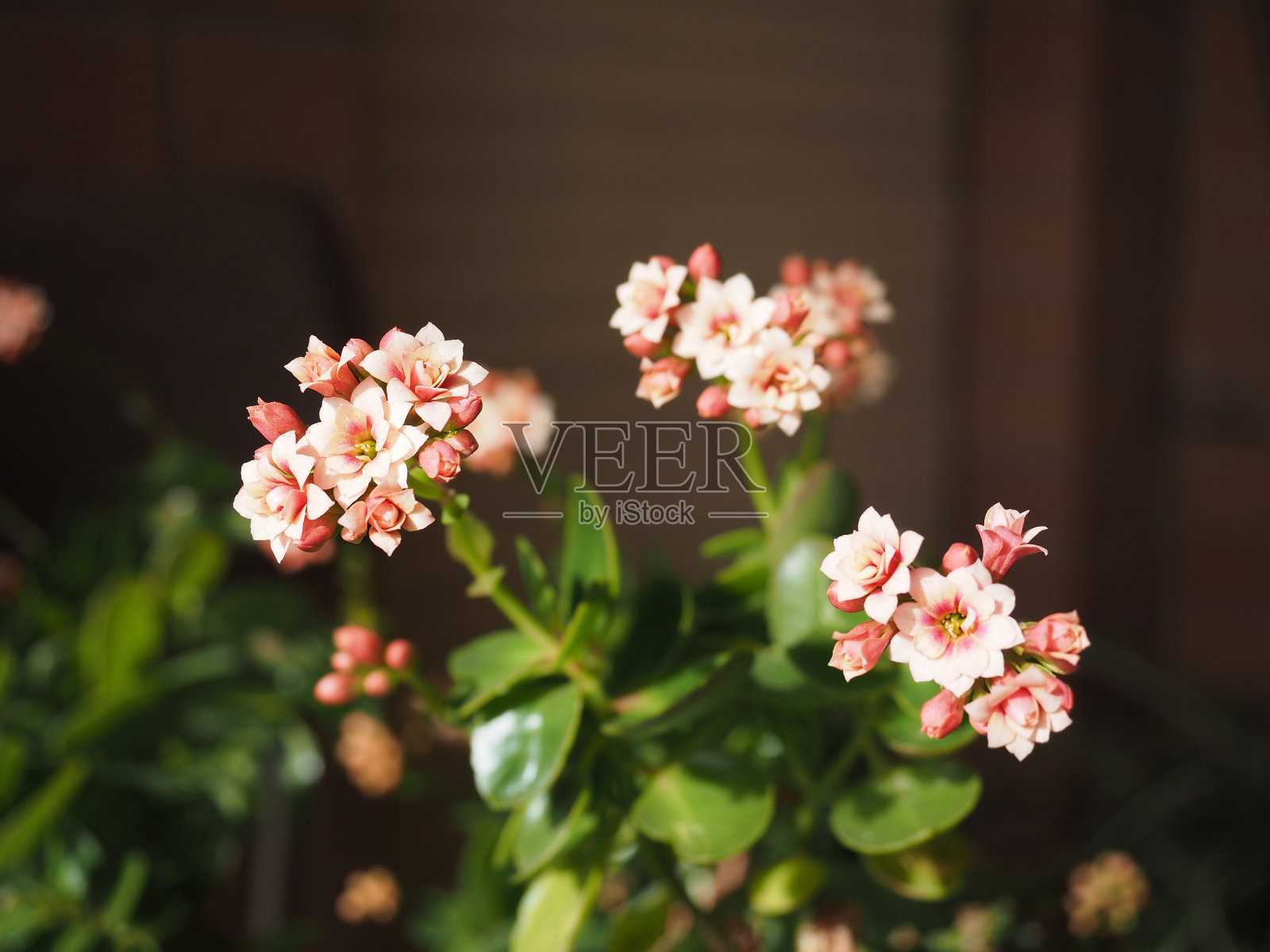 粉色高凉菜属花照片摄影图片