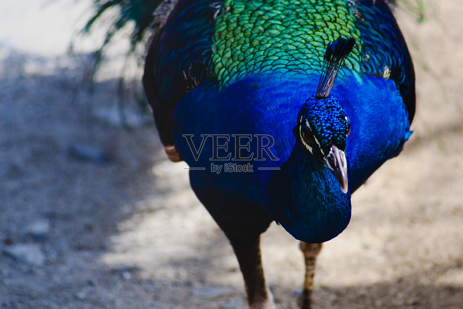 鸟照片摄影图片