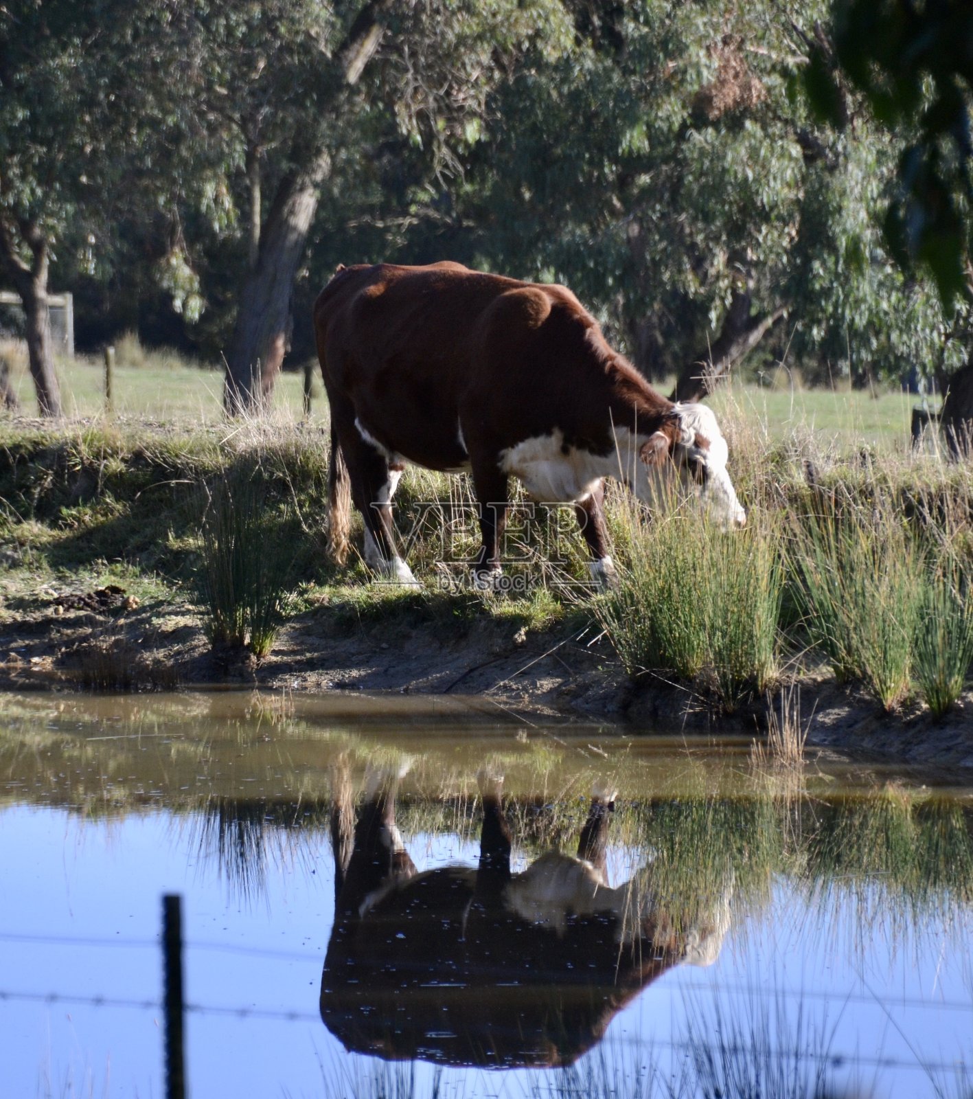 大型赫里福德牛倒映在澳大利亚农场铁丝网围栏后面的水坝上照片摄影图片
