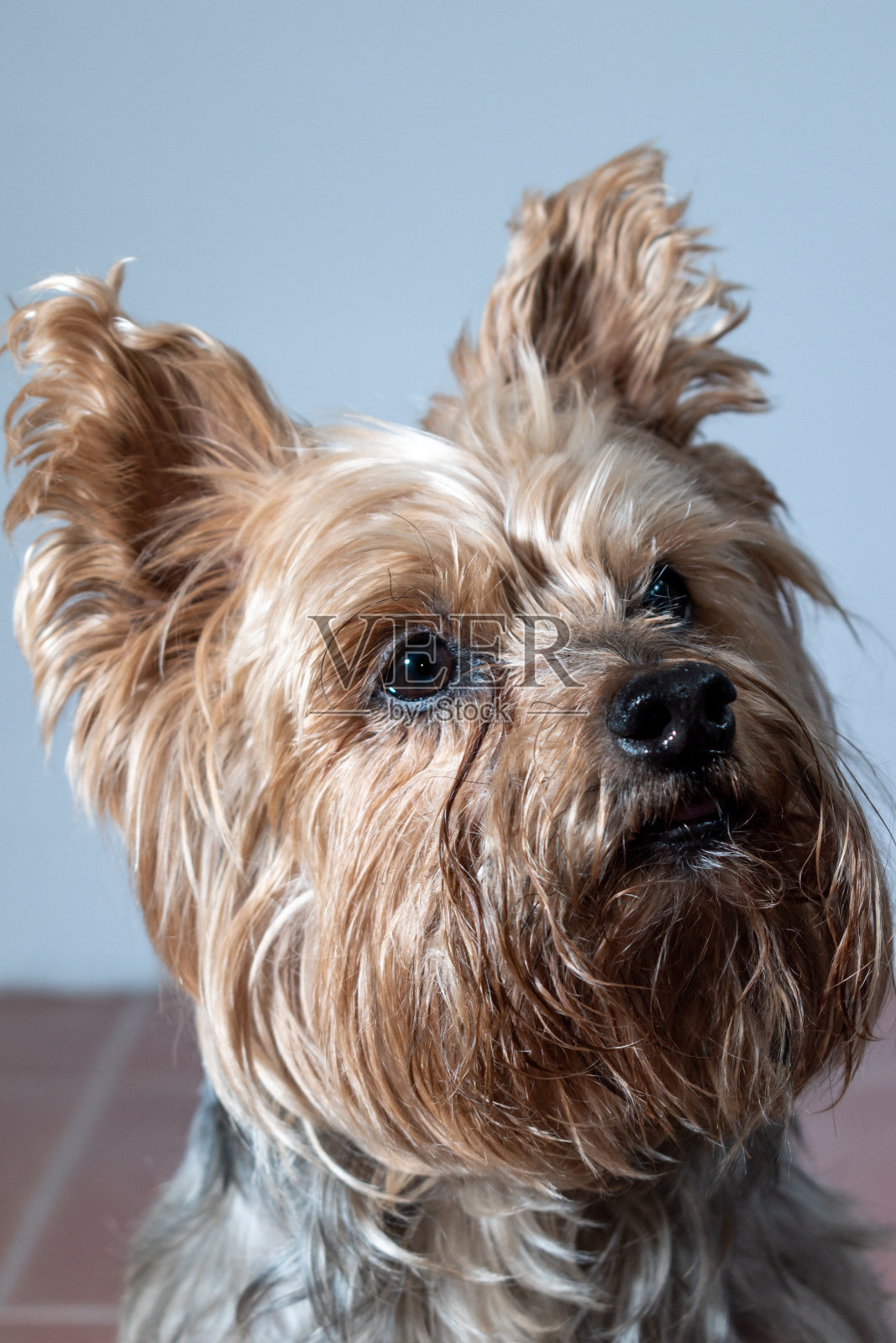 约克郡的肖像。狗肖像照片照片摄影图片