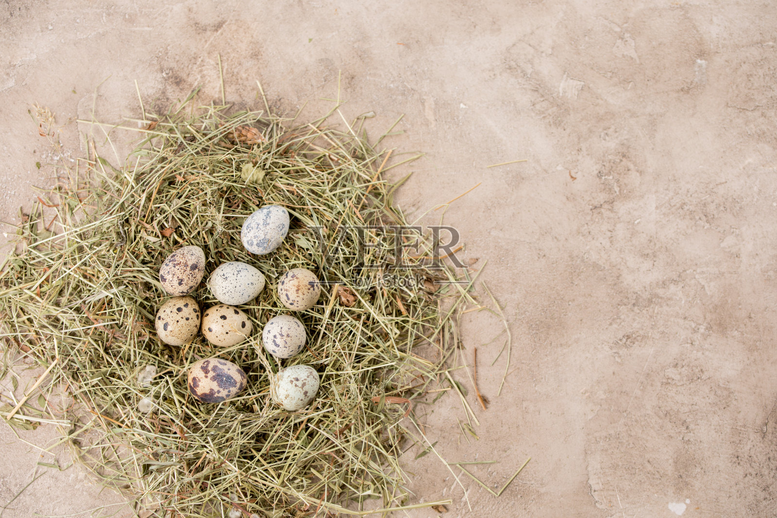 仍然生活。鹌鹑蛋装饰在干香草纹理的背景。乡村。复活节庆祝活动的概念。照片摄影图片
