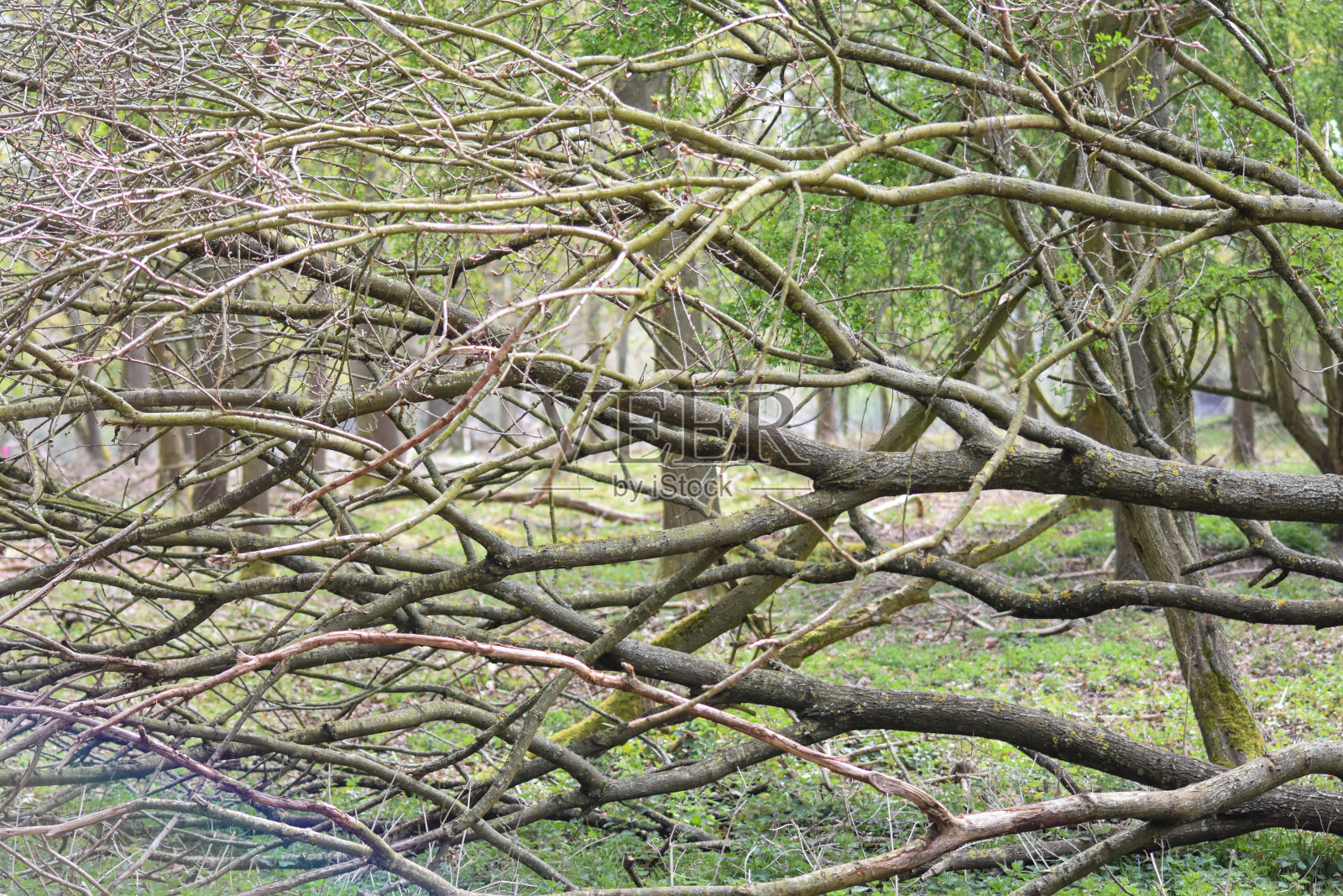什罗普郡令人惊叹的乡村在温暖的春天看起来光彩夺目照片摄影图片