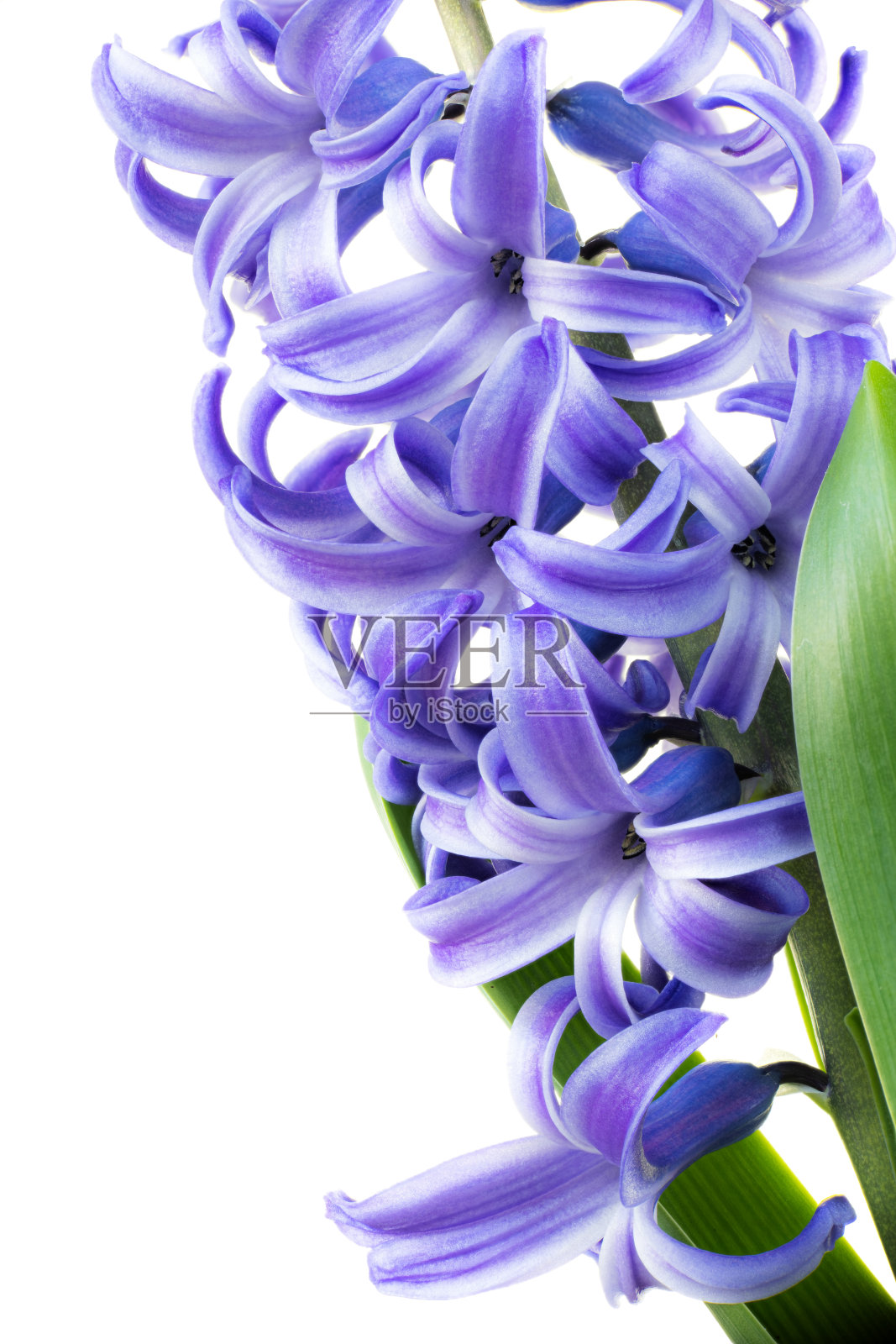 花风信子紫罗兰色特写照片摄影图片