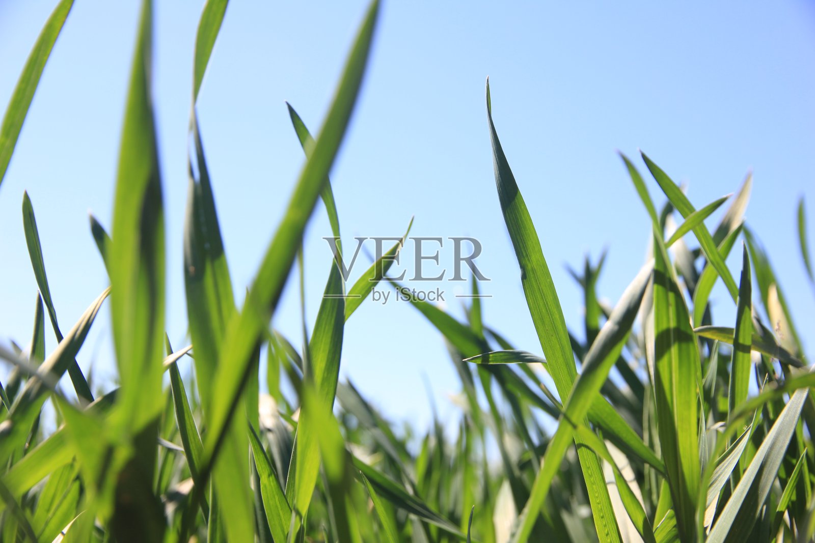 绿色的麦田。草地的小麦。自然成分照片摄影图片