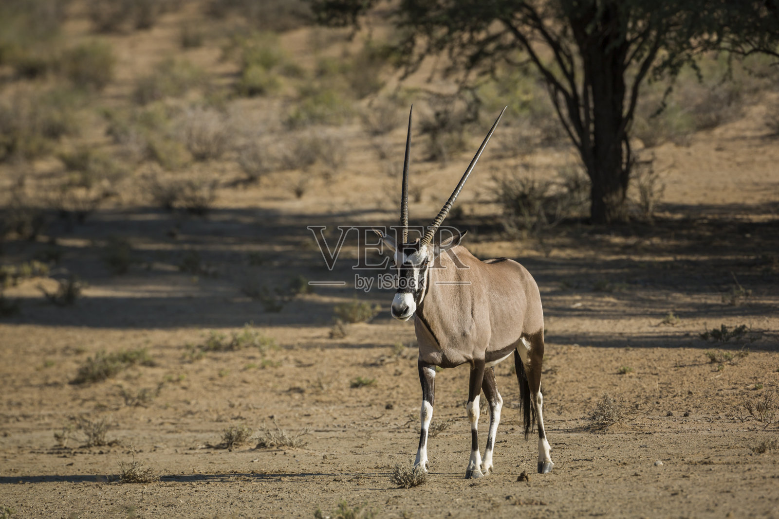 南非Kgalagadi越境公园的南非羚羊照片摄影图片
