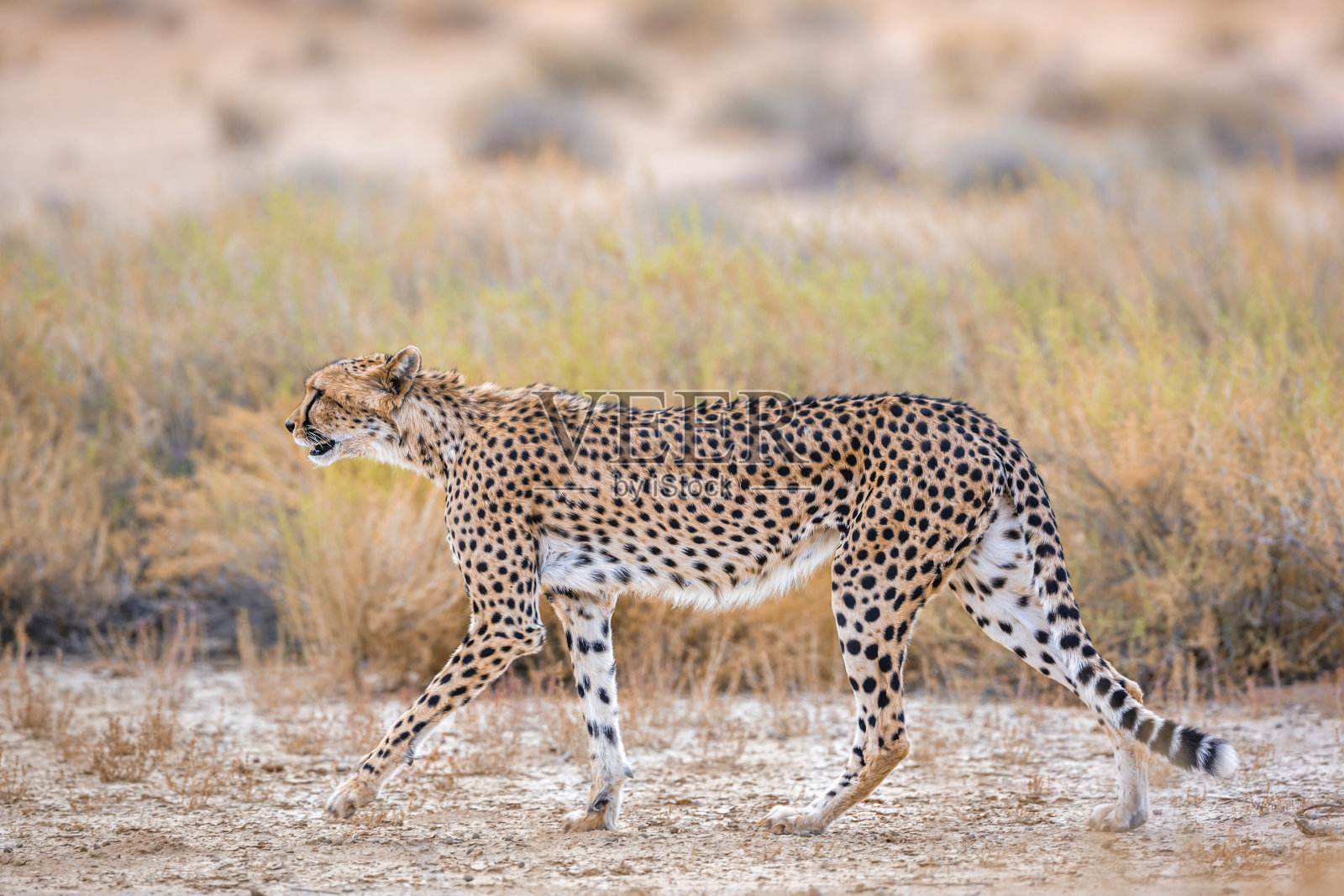 南非Kgalagadi越境公园的猎豹照片摄影图片