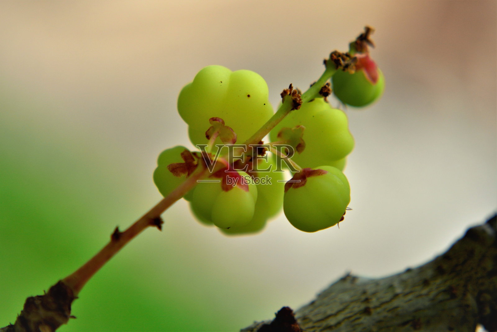 生长在嫩枝上的酸叶下叶的各种果实照片摄影图片