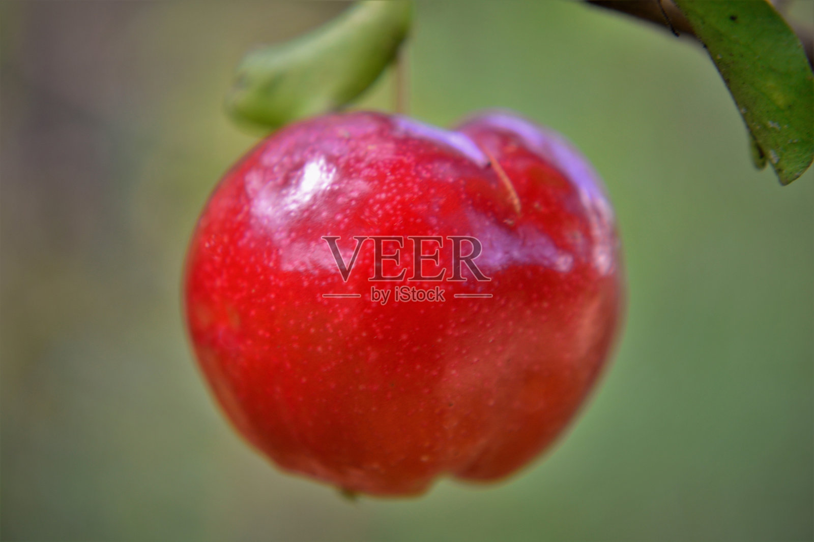 一种在田里成熟的马蹄花果实照片摄影图片