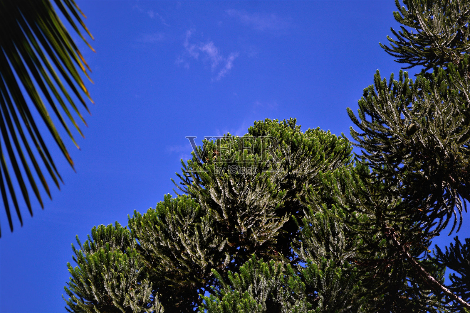 南洋杉的树顶照片摄影图片