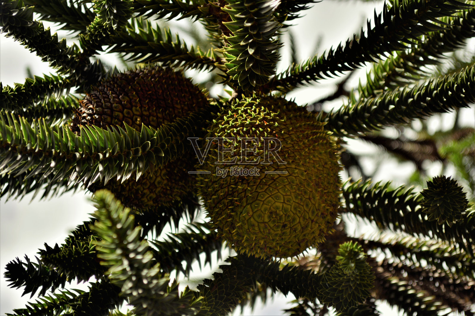 南洋杉成熟果实照片摄影图片