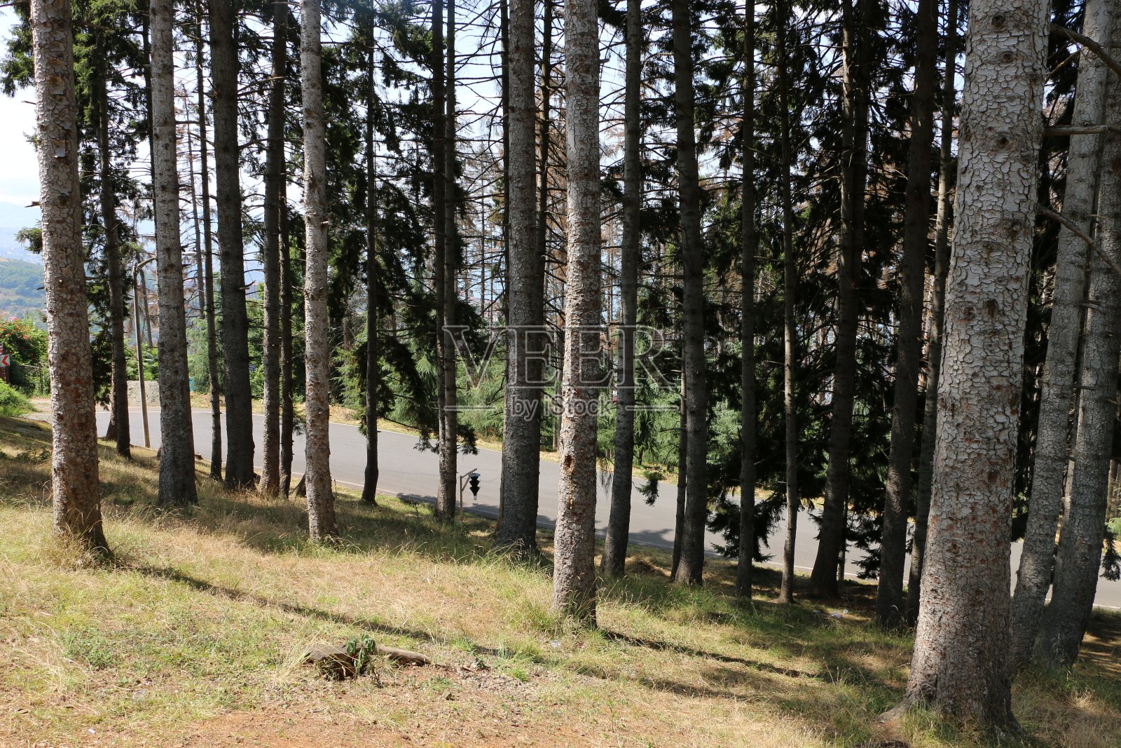 特拉布宗的阿卡巴特森林照片摄影图片