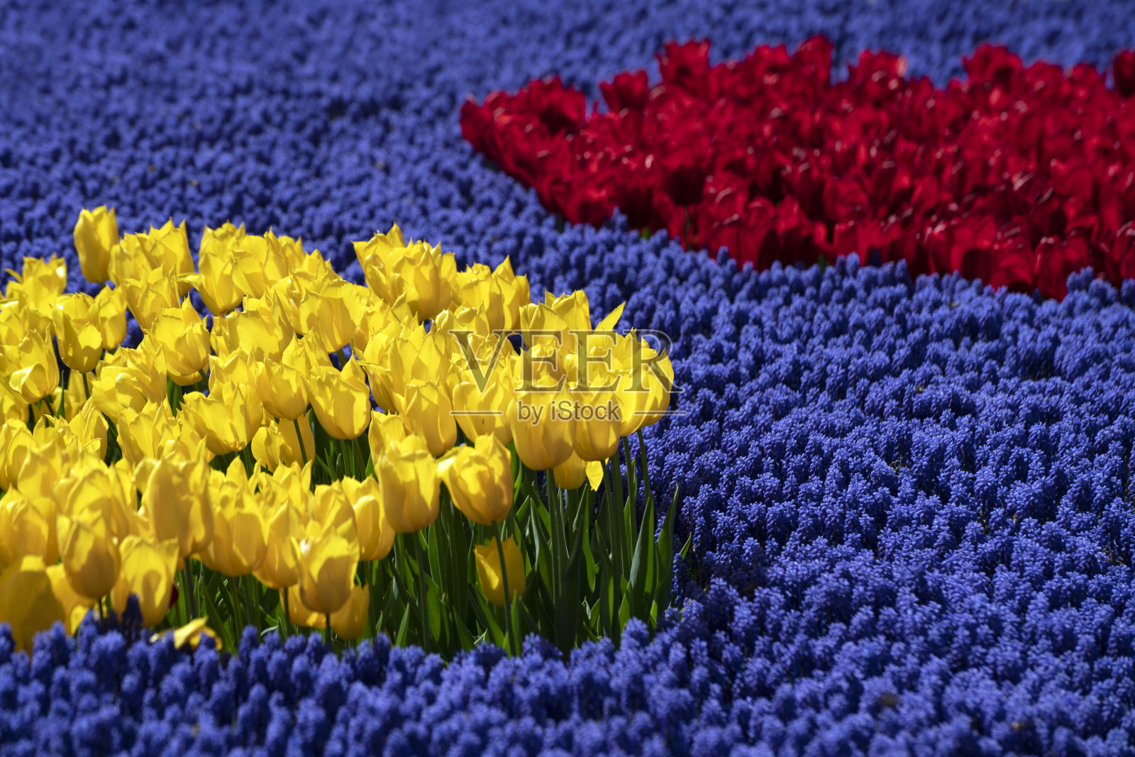 一组黄色和红色的郁金香与葡萄风信子花。照片摄影图片