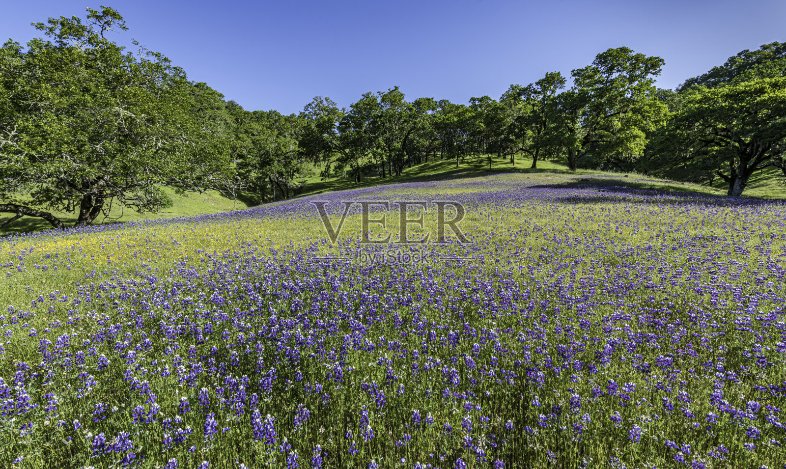 Lupinus nanus，天空羽扇豆，田野羽扇豆，矮羽扇豆，海蓝色羽扇豆或道格拉斯的一年生羽扇豆，是原产于美国西部的一种羽扇豆。生长在Pepperwood自然保护区山坡上的天空羽扇豆;圣罗莎;照片摄影图片