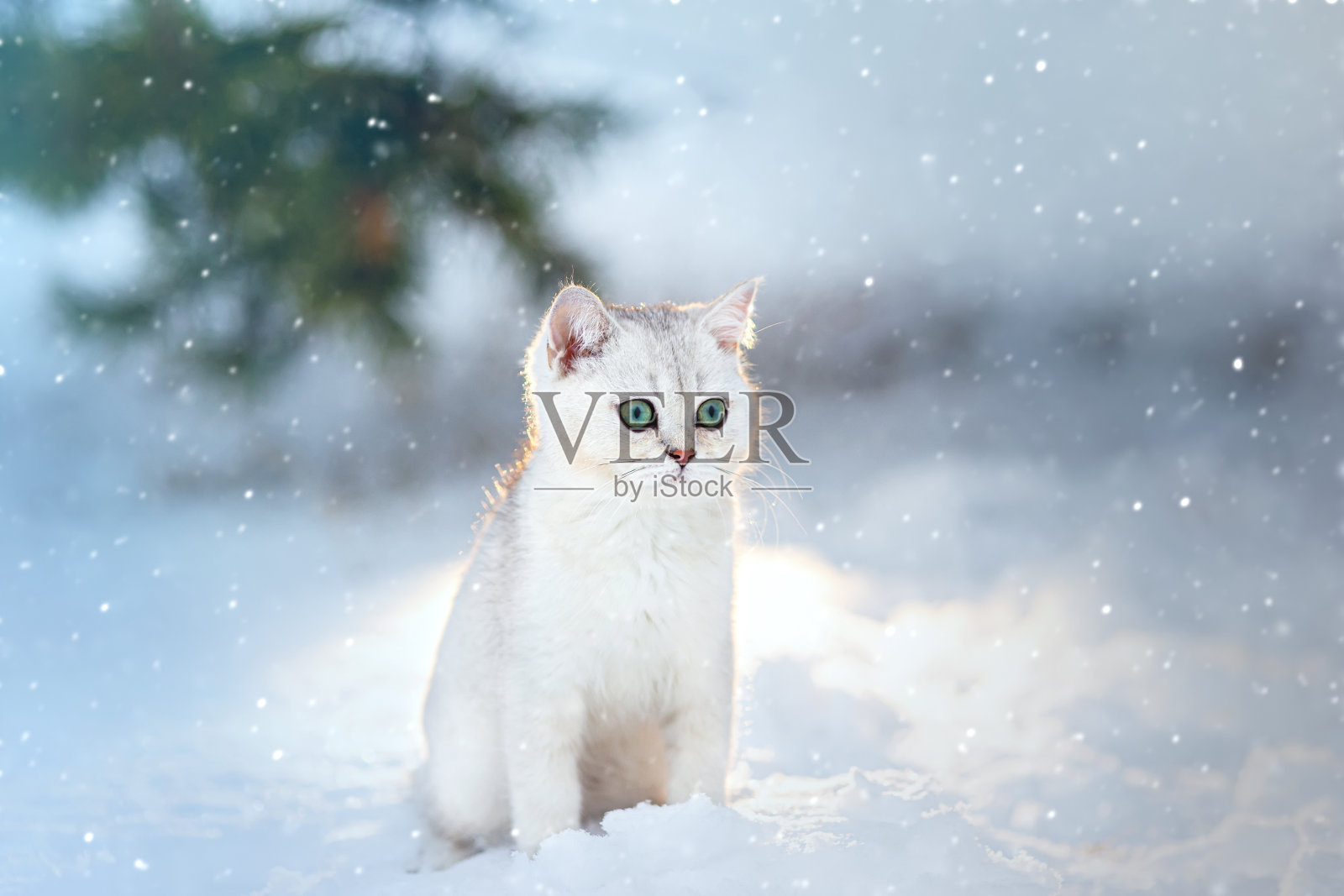 美丽的英国品种的白色小猫坐在黄昏，在冬天，在自然界，下雪照片摄影图片