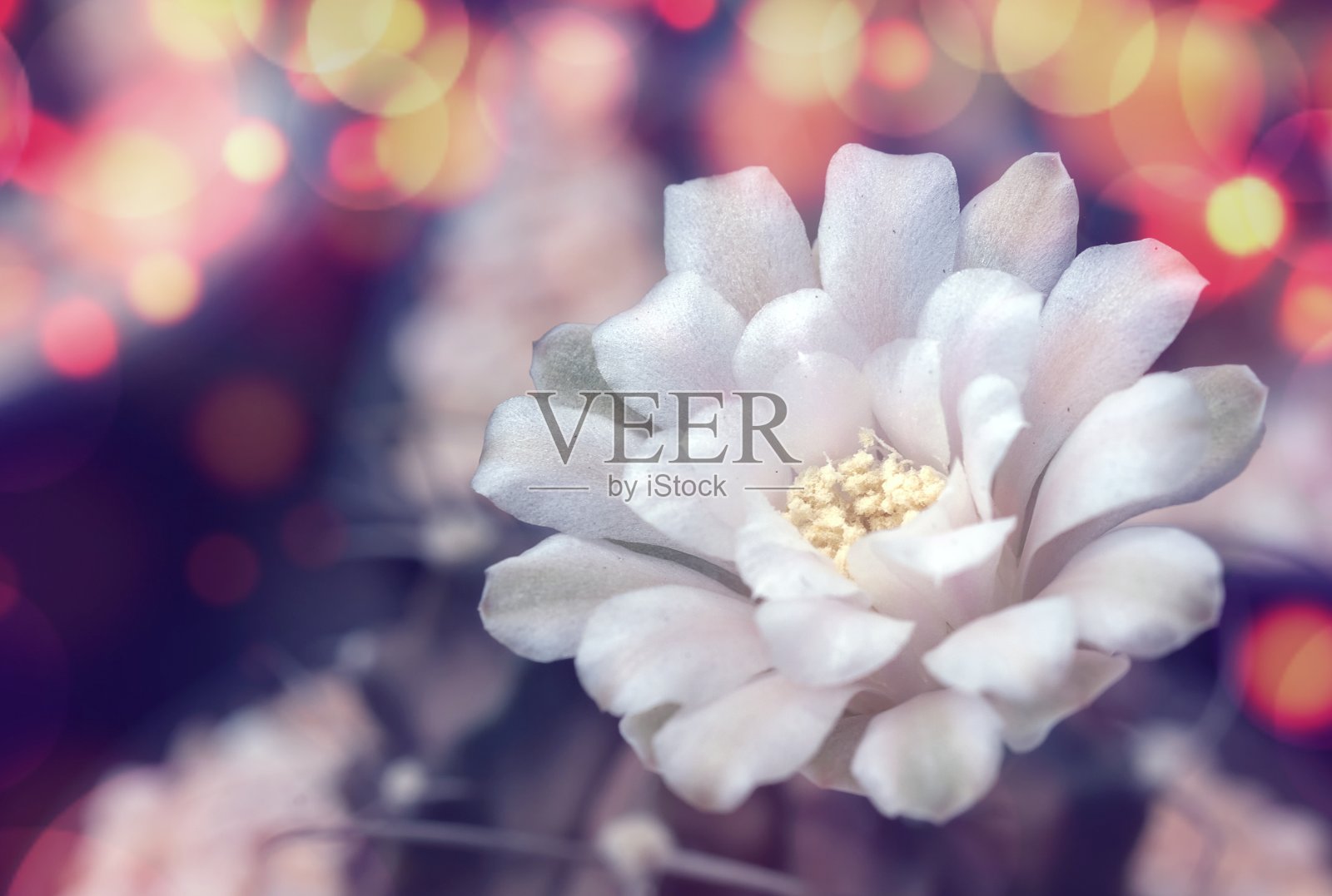 仙人掌是一种美丽的植物，有许多五颜六色的花照片摄影图片