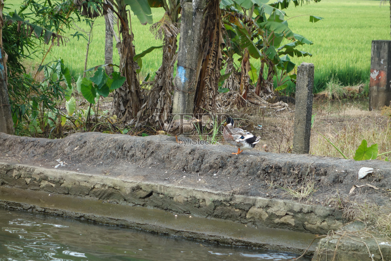 喀拉拉邦的咸水泻湖的回水网照片摄影图片