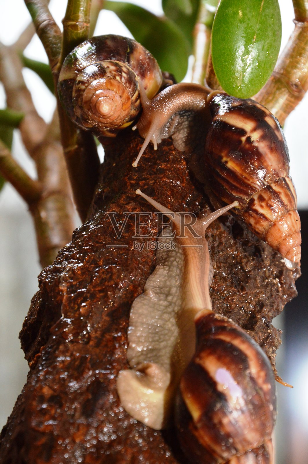 非洲蜗牛照片摄影图片