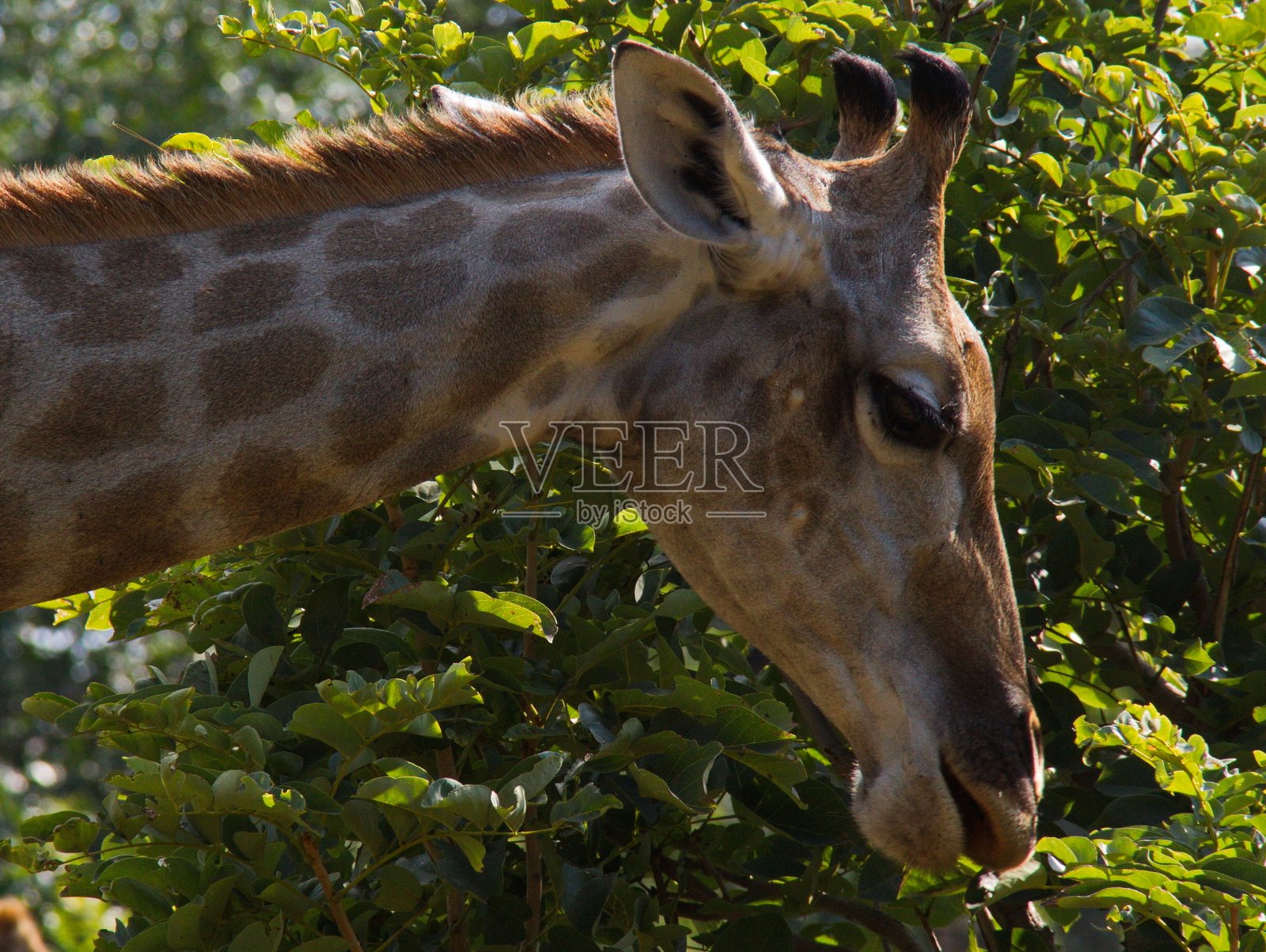 非洲纳米比亚的埃托沙国家公园里的长颈鹿照片摄影图片
