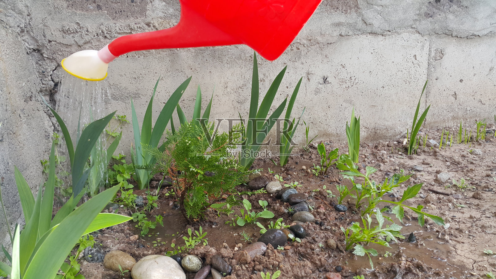 用红色的喷壶浇植物和花。草坪上的园艺。在花园里工作。工作和积极的生活。照片摄影图片