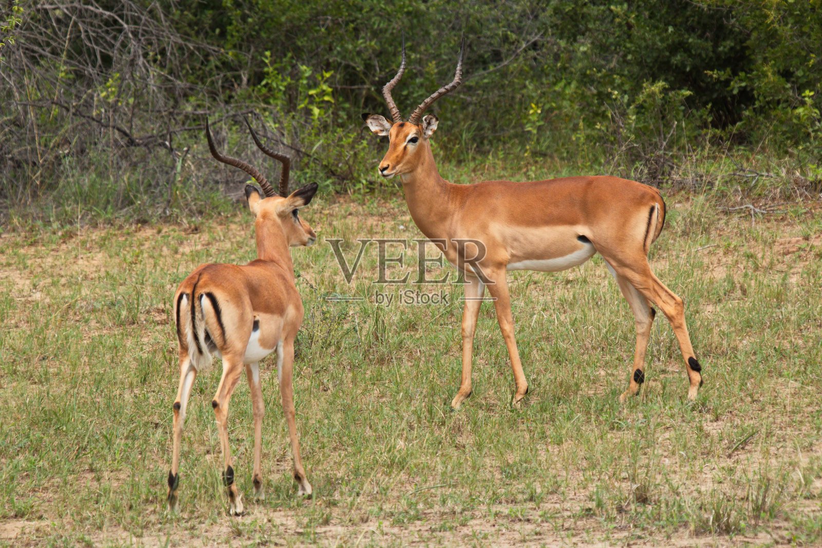 非洲纳米比亚布瓦瓦塔国家公园里的黑斑羚照片摄影图片