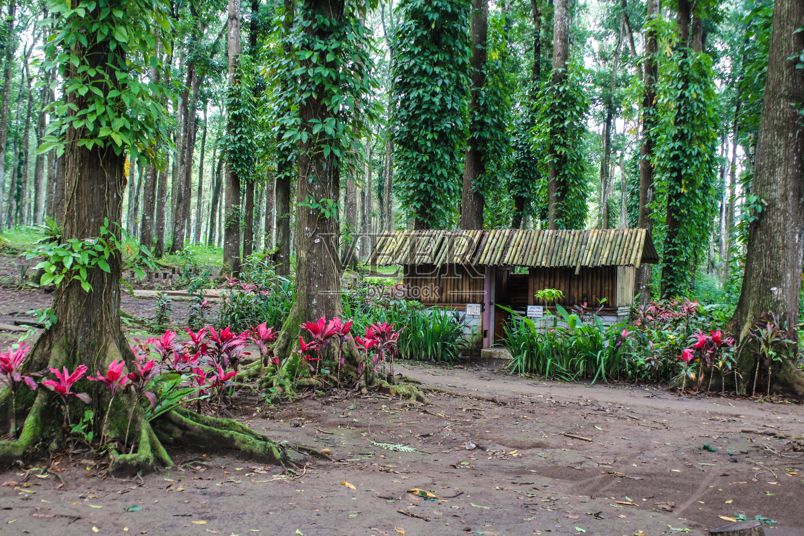 森林里有一座用红花装饰的小房子照片摄影图片