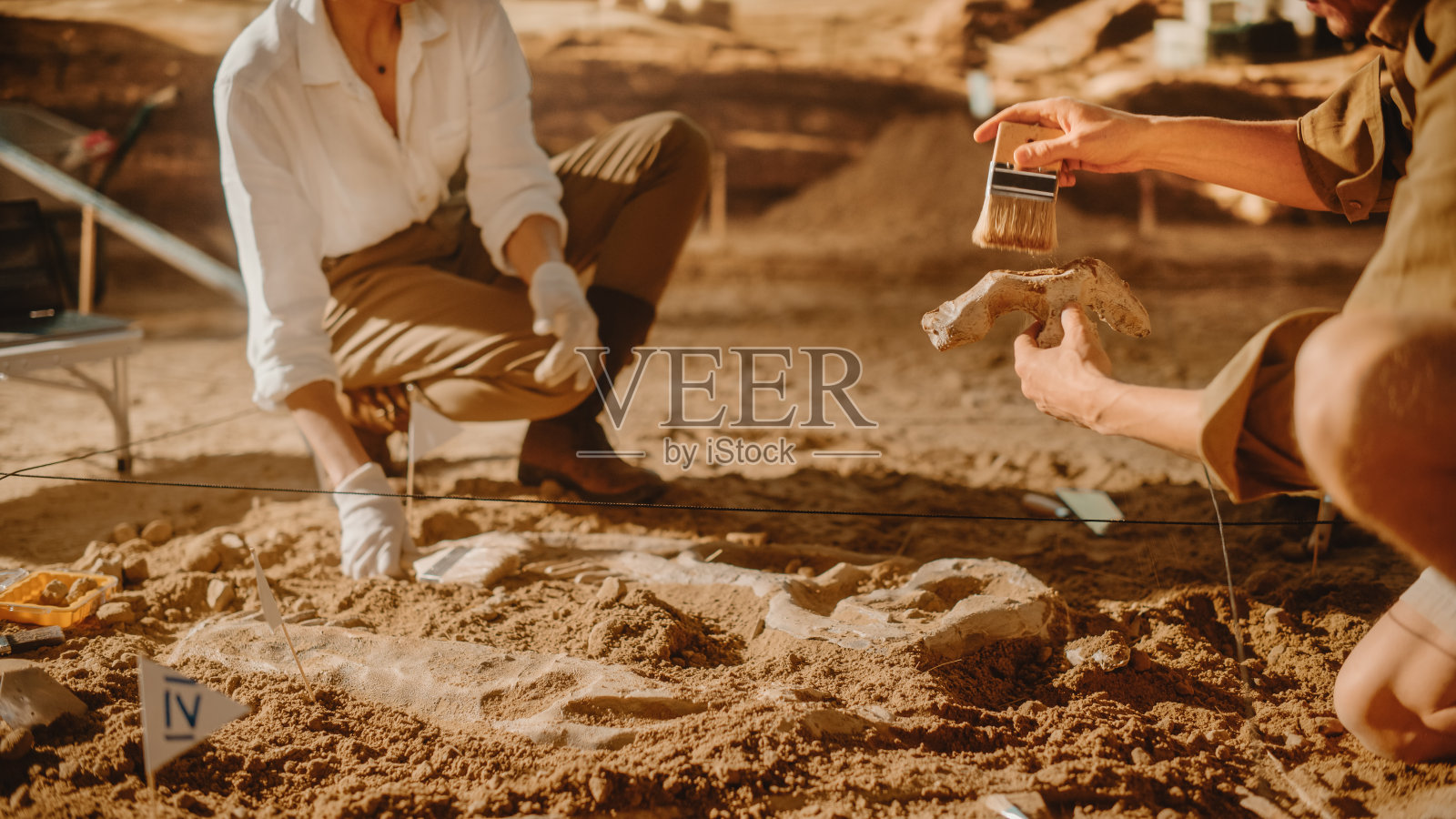 考古挖掘遗址:两位伟大的古生物学家在清理新发现的恐龙。考古学家在挖掘现场发现新物种骨骼的化石遗骸。特写镜头聚焦手照片摄影图片