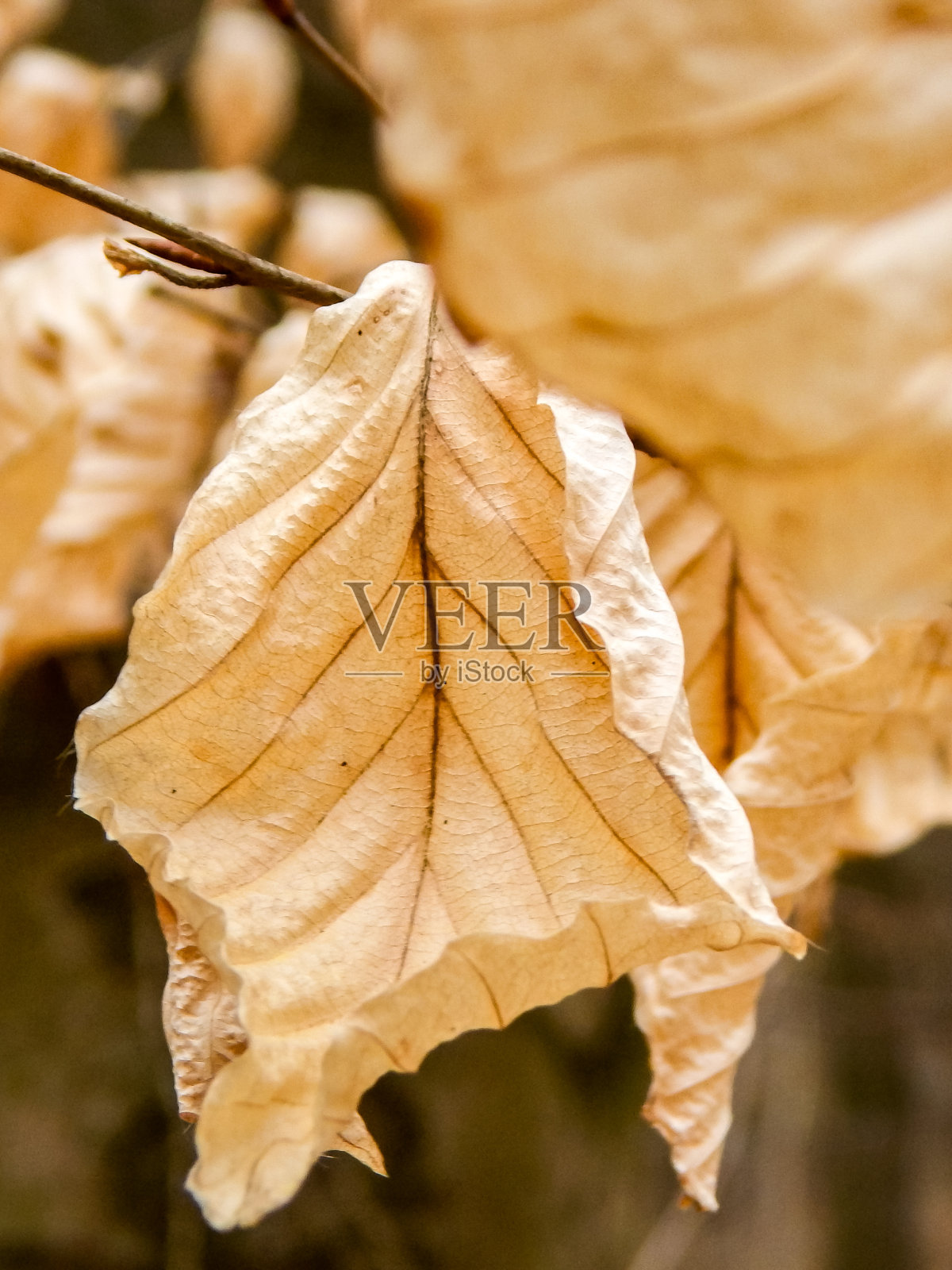 树上的枯叶照片摄影图片