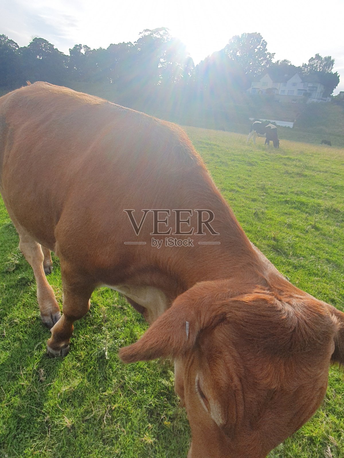 牛照片摄影图片