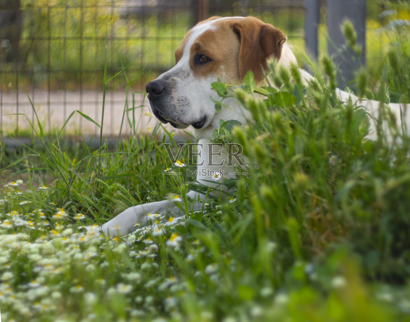 大狗有一双美丽悲伤的眼睛，它躺在绿色的草地上，鲜花和雏菊照片摄影图片