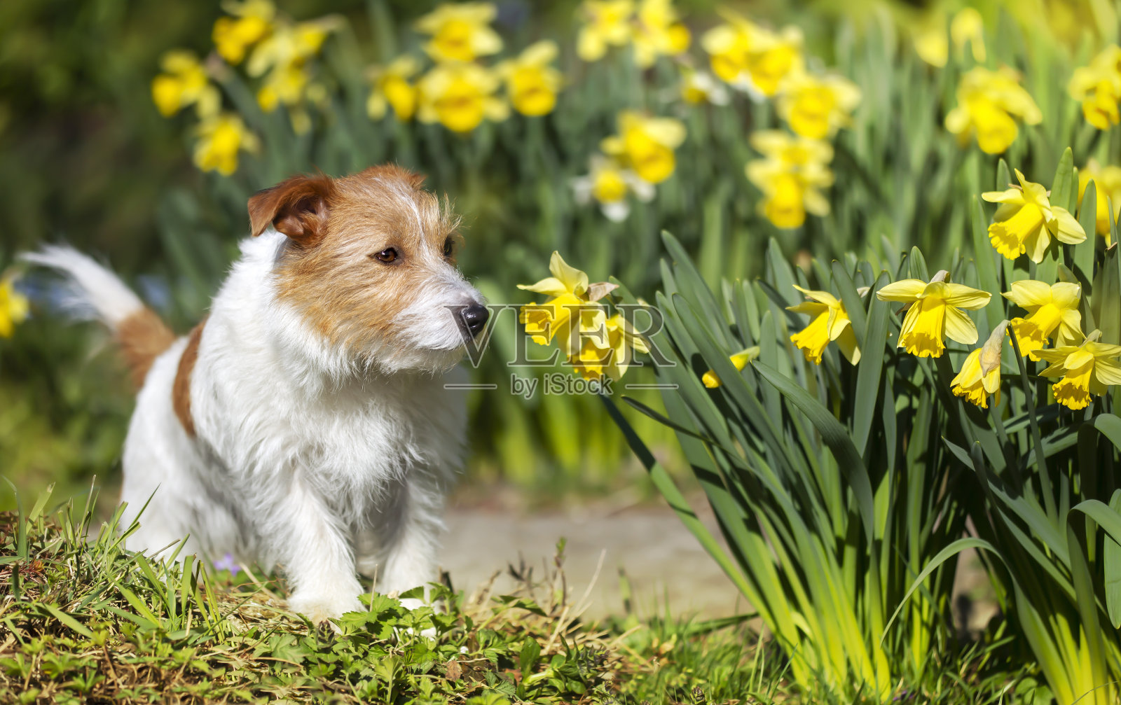 可爱的宠物狗小狗闻花照片摄影图片