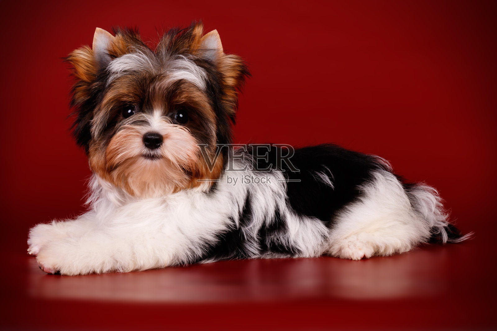 比厄约克夏梗彩色背景照片摄影图片