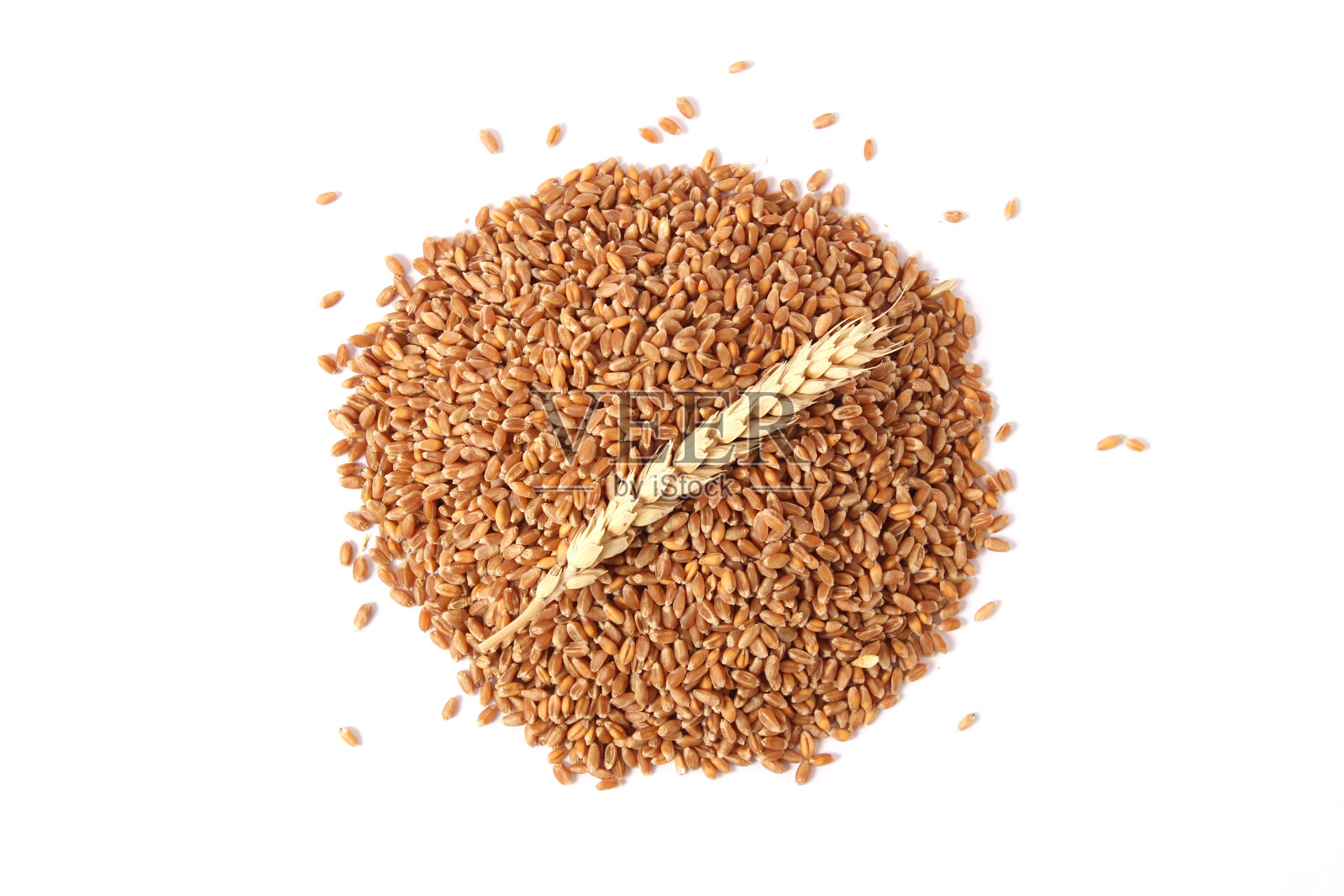 白色背景上的小麦和小穗照片摄影图片