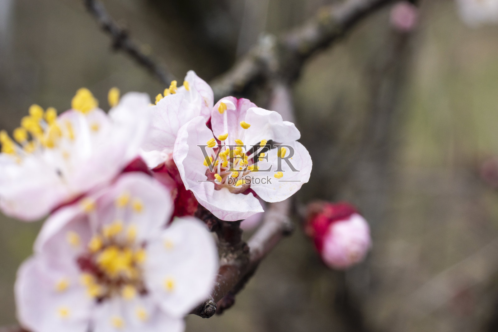 2014年4月，乌克兰基辅，野梅在森林中绽放照片摄影图片