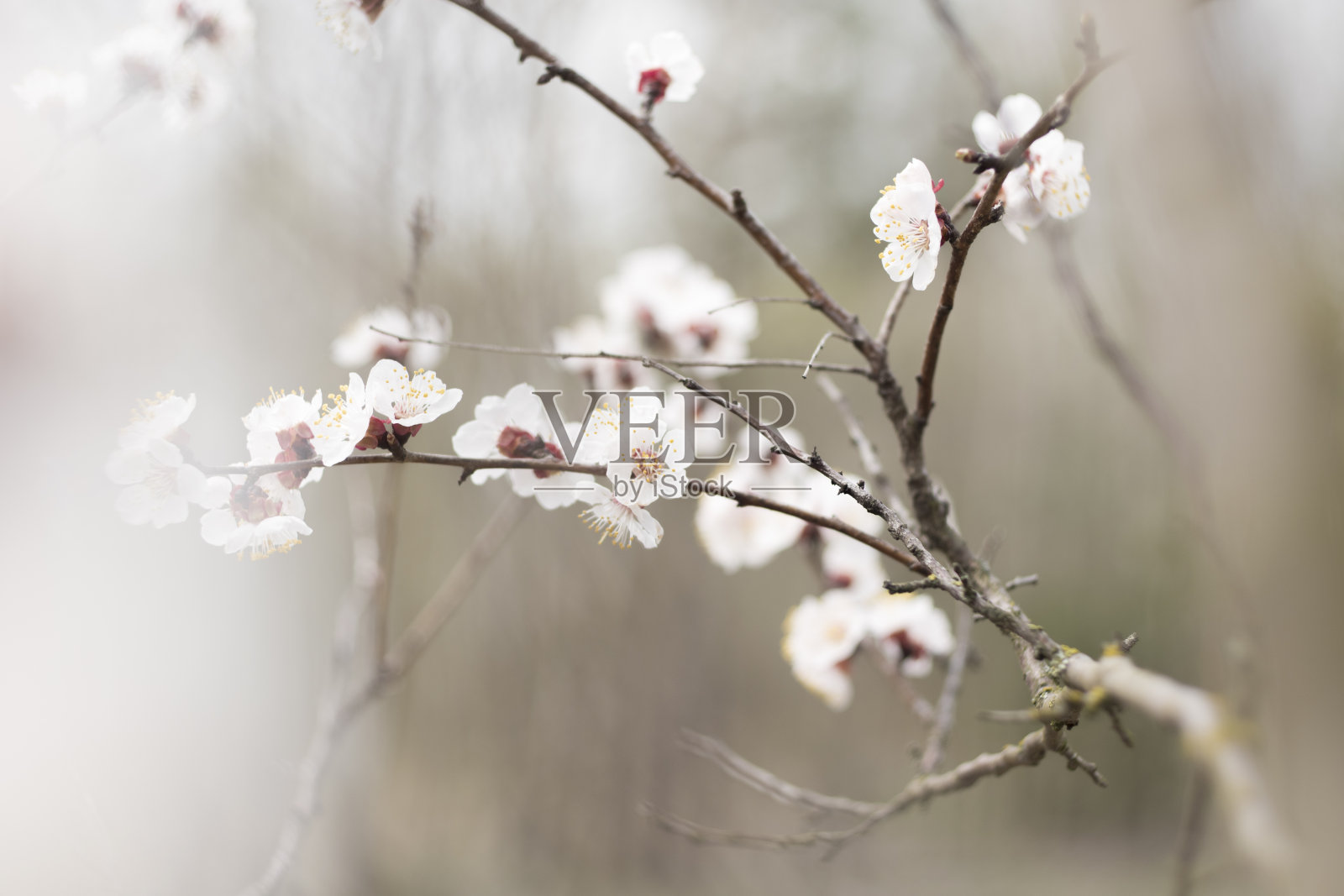 2014年4月，乌克兰基辅，野梅在森林中绽放照片摄影图片