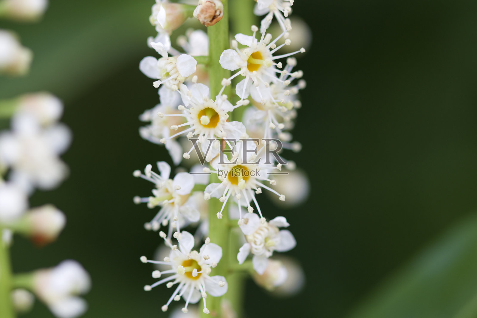 漂亮的白色春花。照片摄影图片