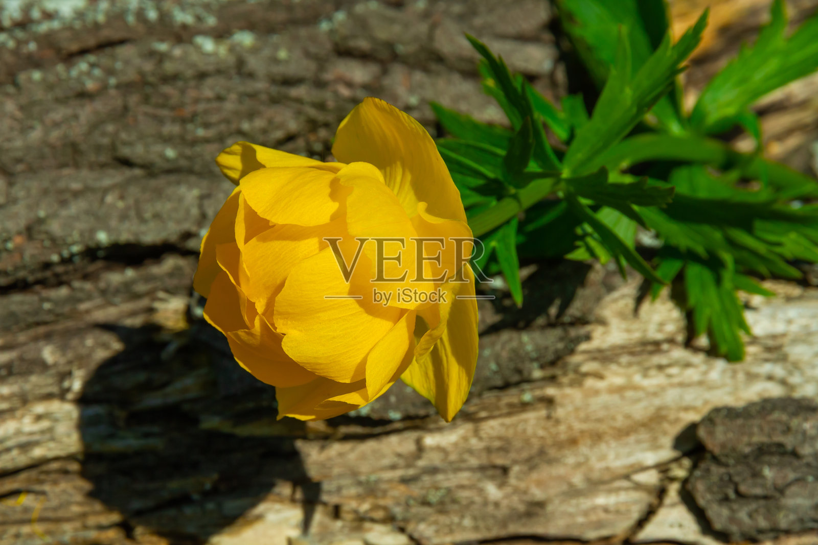 夏日绿草如茵的草地上，欧洲游泳衣上鲜艳的黄色小花照片摄影图片