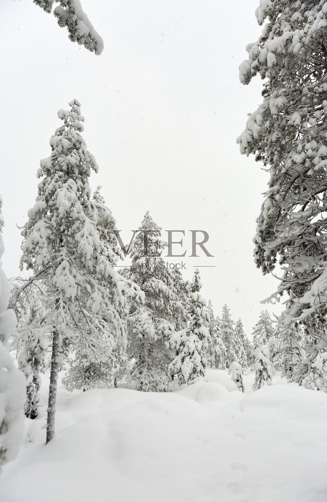 冬季松林与小径照片摄影图片