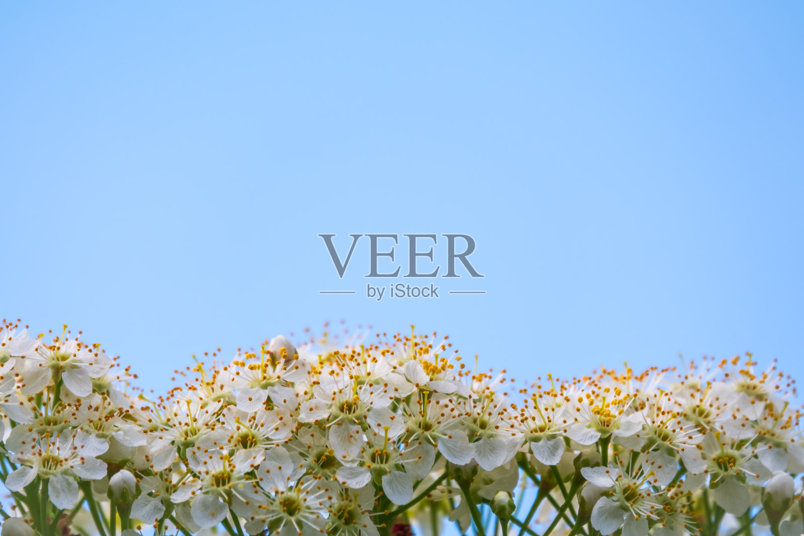 蓝色天空背景上的白色樱花。一棵开着白花的樱花的树枝。照片摄影图片