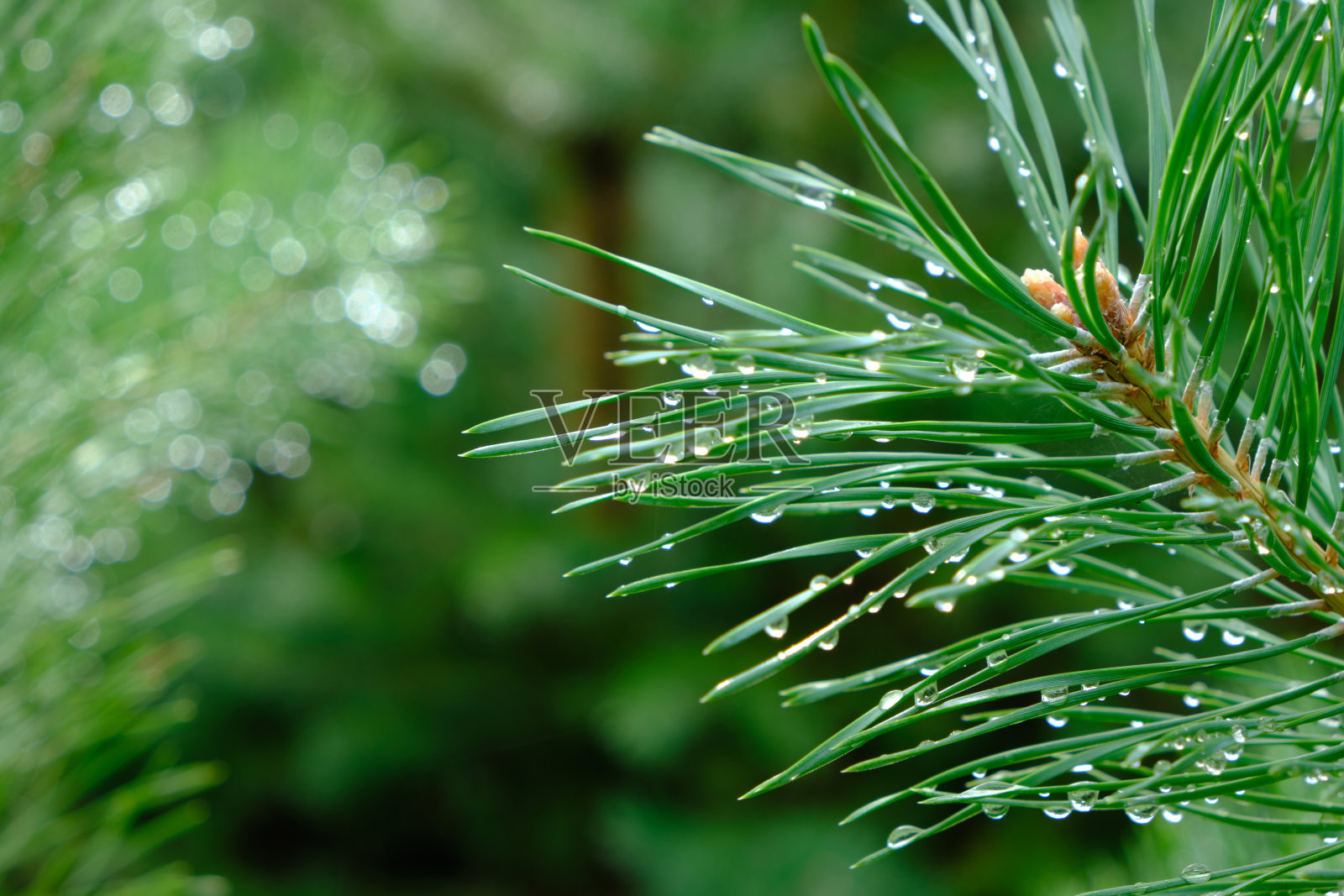 一场夏雨后的松枝特写。照片摄影图片